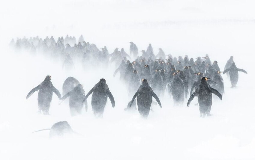 20. Пингвины маршируют сквозь сильный снегопад и ветер в заливе Сент-Эндрюс-Бэй острова Южная Георгия в Антарктиде. Фотограф: Бен Кранке.