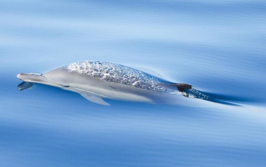 7. Дельфин на границе двух миров. Фотография 17-летней Кайлы МакЛэй в номинации «Молодой фотограф года».