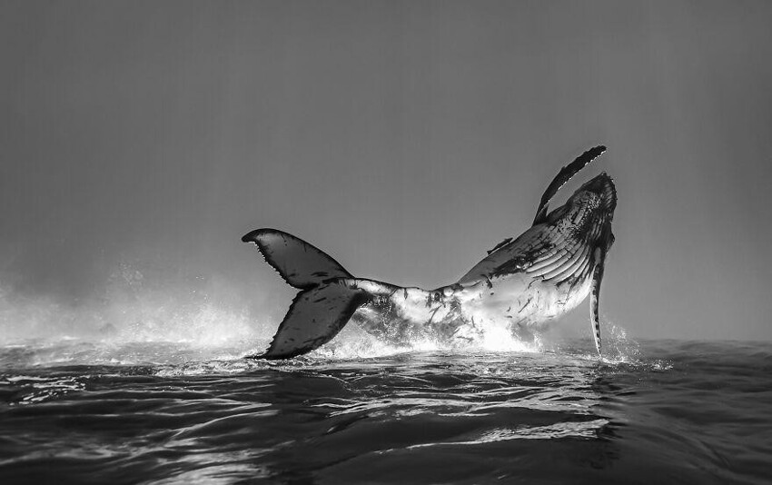 4. Детеныш горбатого кита «танцует» в теплых водах Тонги. Фотограф: Джоно Аллен.