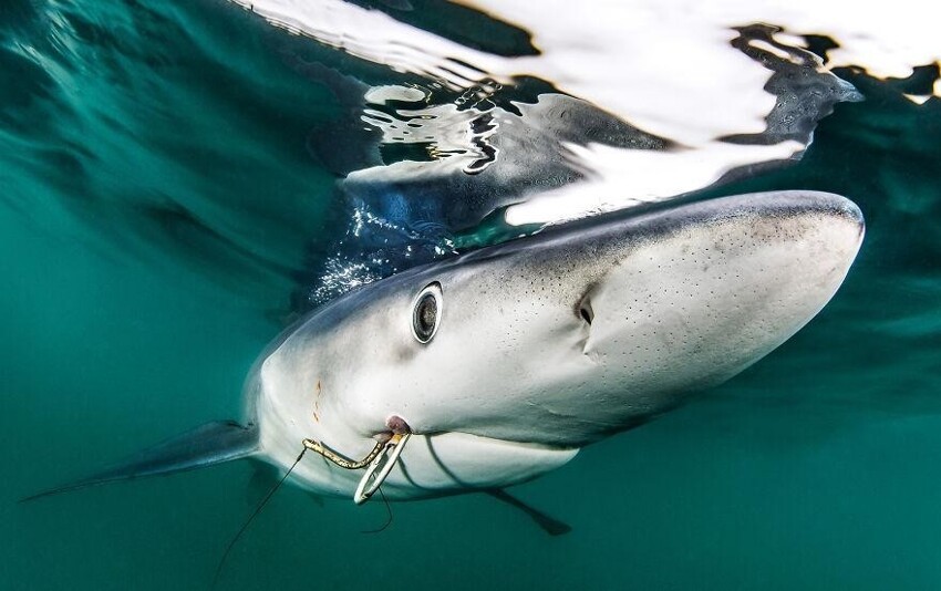 28. Акула, которая совершила как минимум два удачных побега. Фотограф: Рон Уоткинс.