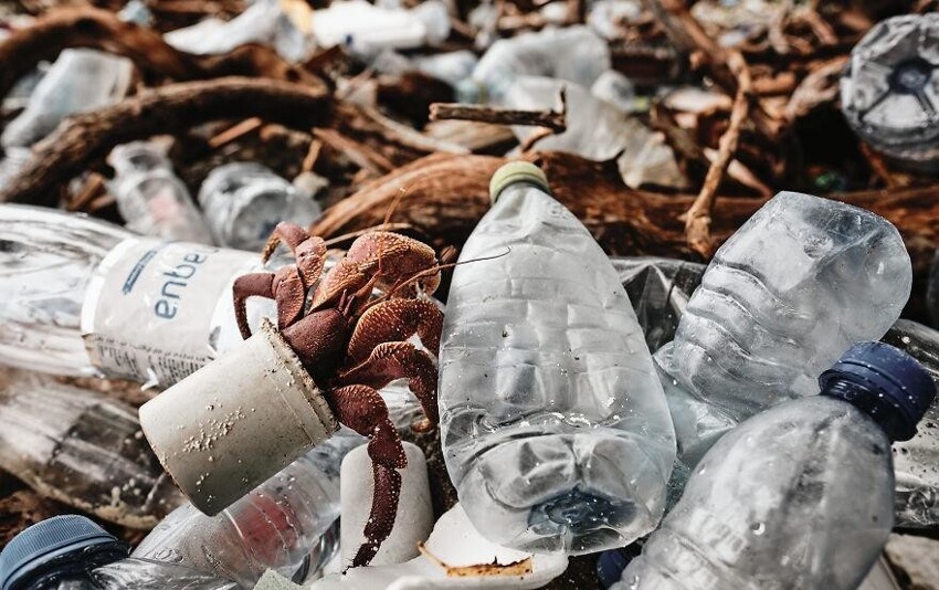 21. Рак-отшельник в панцире из отходов карабкается по груде пластика. Фотограф: Мэтт Шарп.