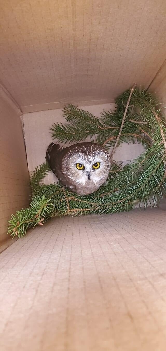 В главной рождественской елке Нью-Йорка нашли крошечную сову