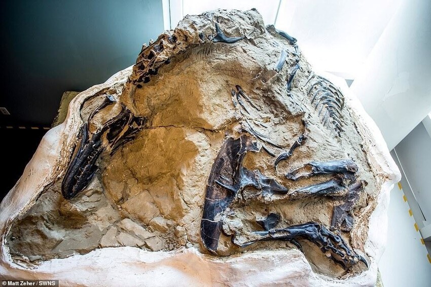 Ученые показали первый целиком сохранившийся скелет тираннозавра