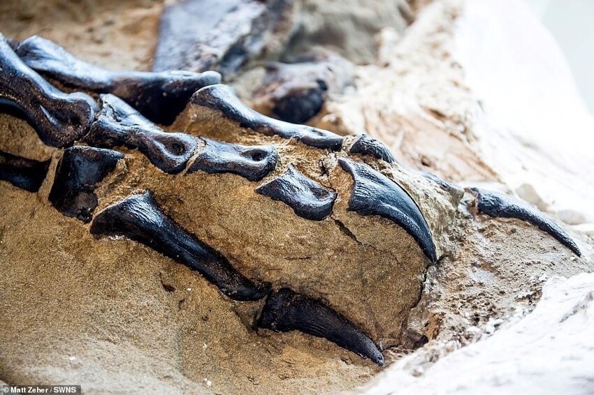Ученые показали первый целиком сохранившийся скелет тираннозавра