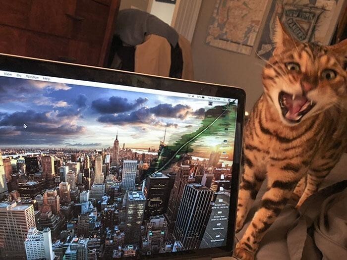 Моя кошка только что укусила MacBook за угол, и экран треснул