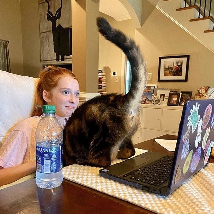 Кошка любит показывать себя на виртуальных уроках дочери