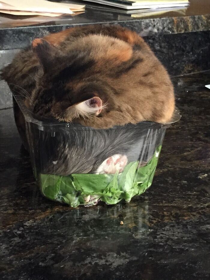 Моя кошка заснула в моем салате