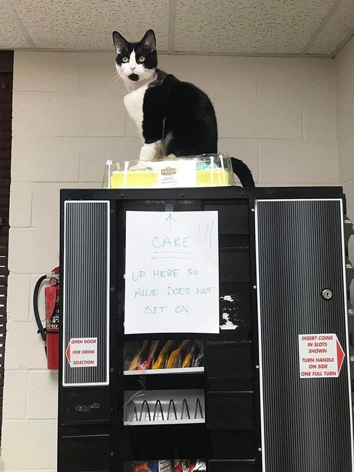 Надпись: торт наверху, чтобы кошка не залезла на него