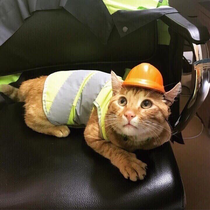 Котик инженер