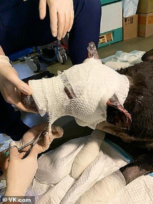 Собака помогла спасти пациентов хосписа, но оказалась не нужна хозяйке