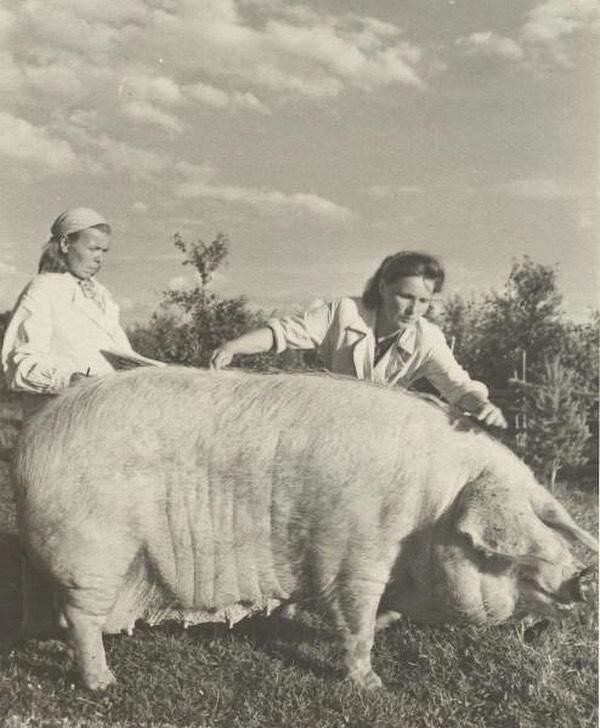 «Дадим стране больше свиней», 1950-е, Московская обл.