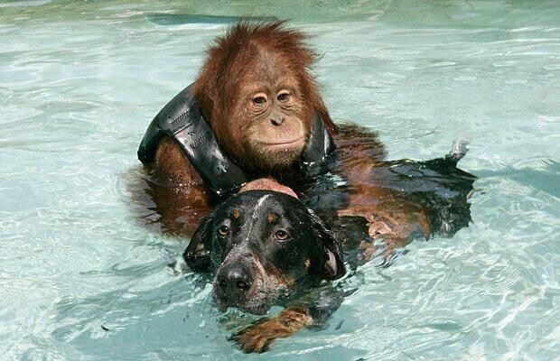  Орангутан завел себе собаку: водит её на поводке