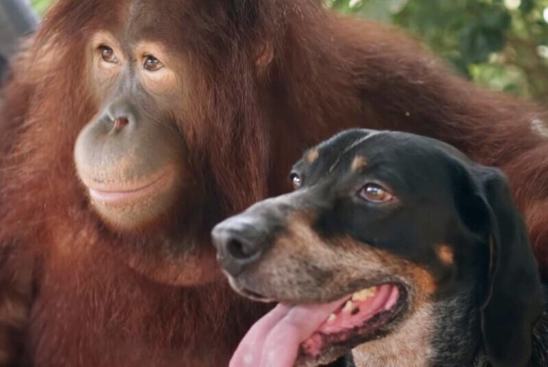  Орангутан завел себе собаку: водит её на поводке