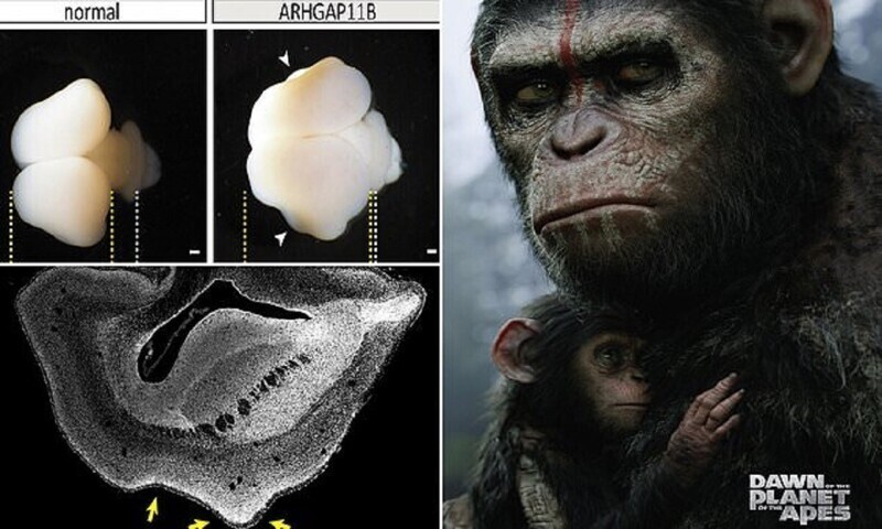 Генетики попытались пересадить обезьяне человеческие мозги