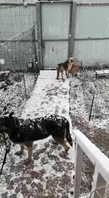 Щенок первый раз увидел снег 