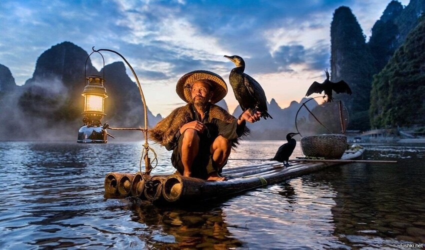 Ловля рыбы бакланами - традиционный метод ловли рыбы в Китае