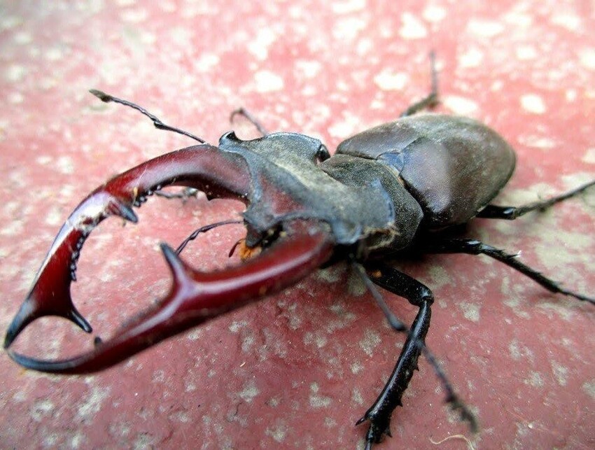 Жук-олень: Крупнейший жук Европы и его огромная личинка, которая отъедается 8 лет!