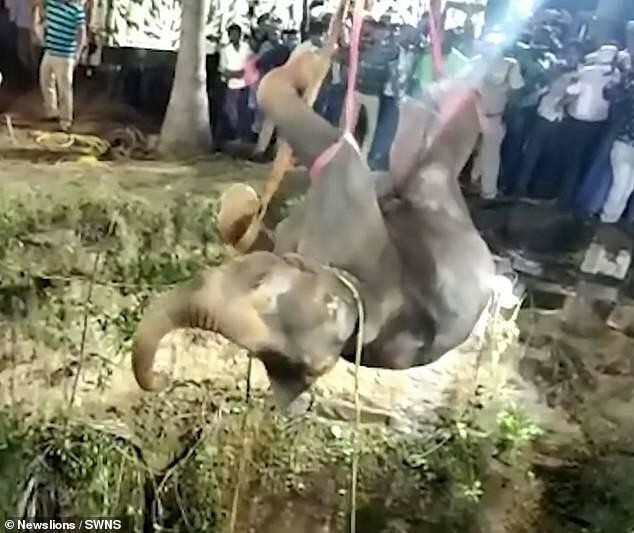 В Индии прошла 14-часовая операция по спасению упавшего в колодец слона