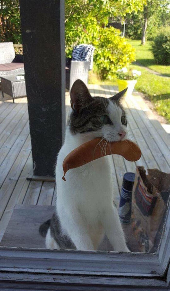 "А наш кот вернулся домой с сосиской, украденной у соседей"