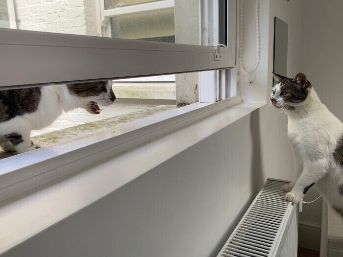 "Соседский кот периодически приходит к нам, чтобы протиснуть голову через щель в окне и просто покричать на моего кота"