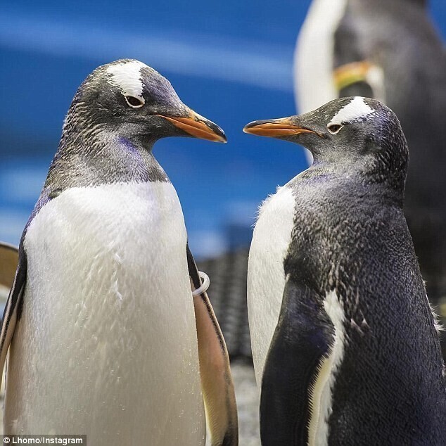 Пингвины Спен и Мэджик - отцы-герои