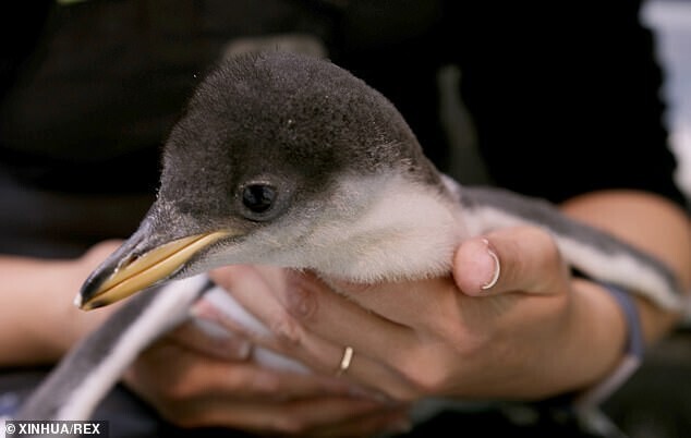 Новорожденный птенец пингвина