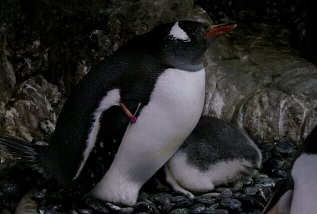 Пингвин-родитель и его птенец