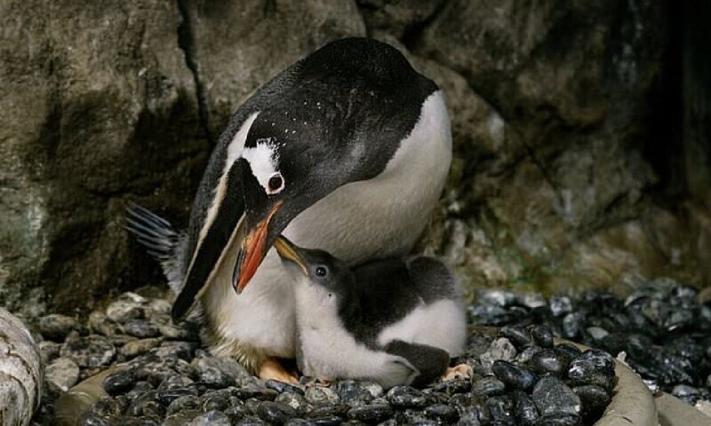 Австралийские пингвины-геи во второй раз стали отцами