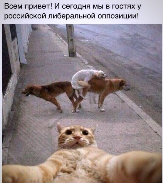Политические комментарии из инета