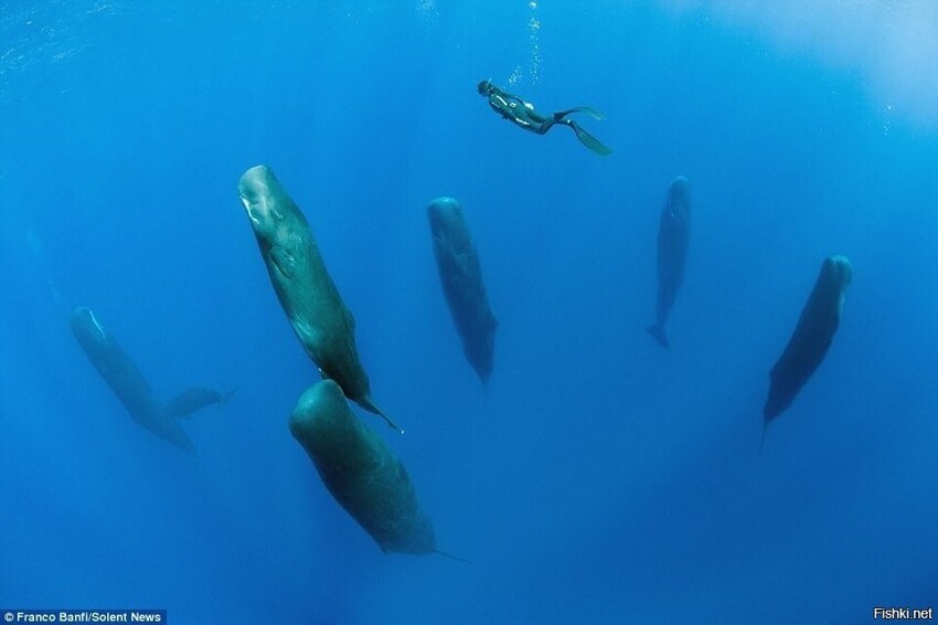 Фотограф Франко Банфи с командой аквалангистов наблюдали за группой кашалотов...