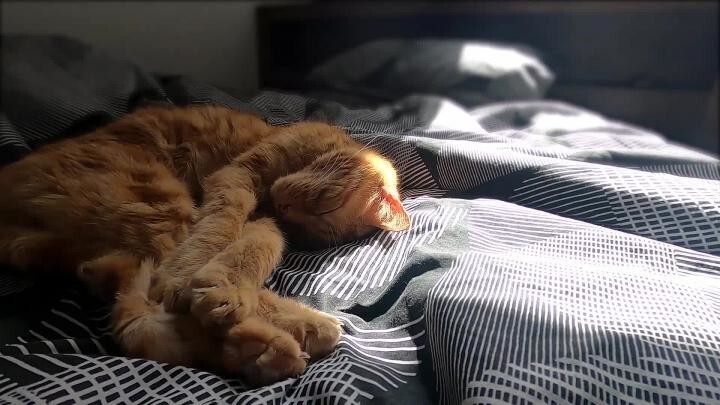 Что видят кошки во сне 