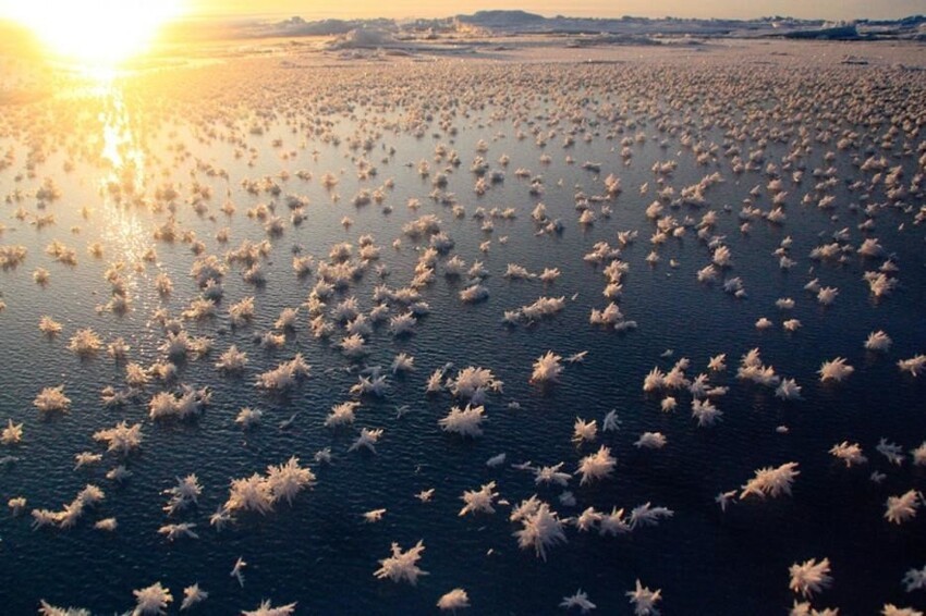 "Ледяные цветы" на тонком морском льду