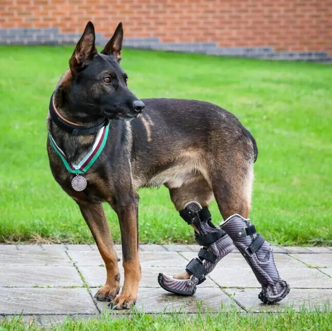 Служебный пес потерял задние лапы, спасая солдат в Афганистане