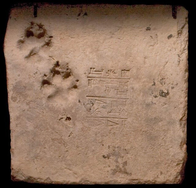 4. Древняя плита с отпечатками лап собаки