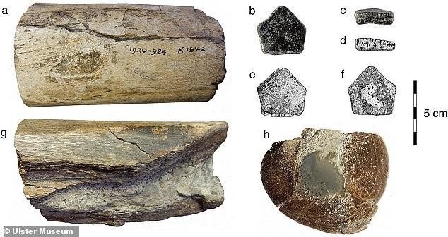 В Ирландии впервые обнаружили кости динозавра
