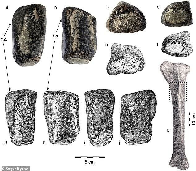 В Ирландии впервые обнаружили кости динозавра