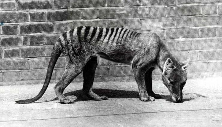 Красивый и вымерший сумчатый волк. Последний из них умер в 1936 году