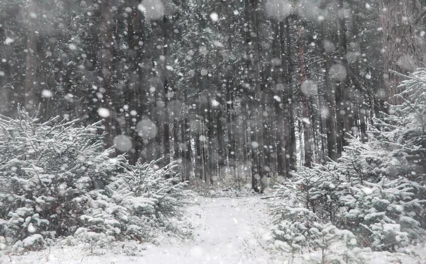 Что значат вьюга, буран, метель и другие явления зимней природы в лирике Пушкина?