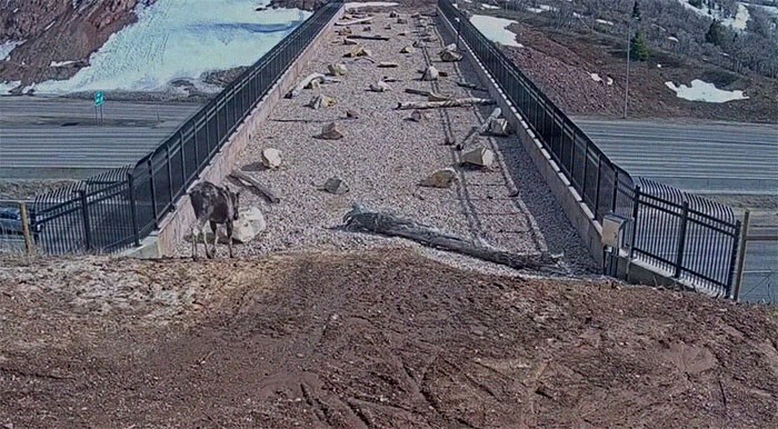 "Это работает!": дикие животные переходят через мост в штате Юта