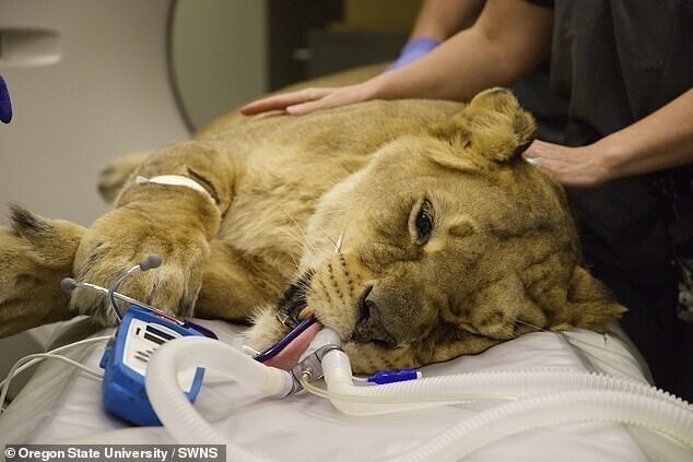 Врачи спасли жизнь львицы из печально известного зоопарка Джо Экзотика