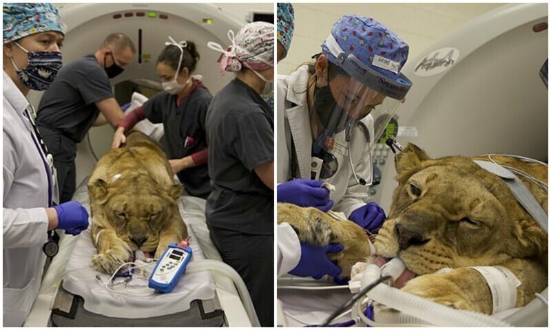 Врачи спасли жизнь львицы из печально известного зоопарка Джо Экзотика