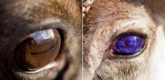 Глаза оленя в разное время года