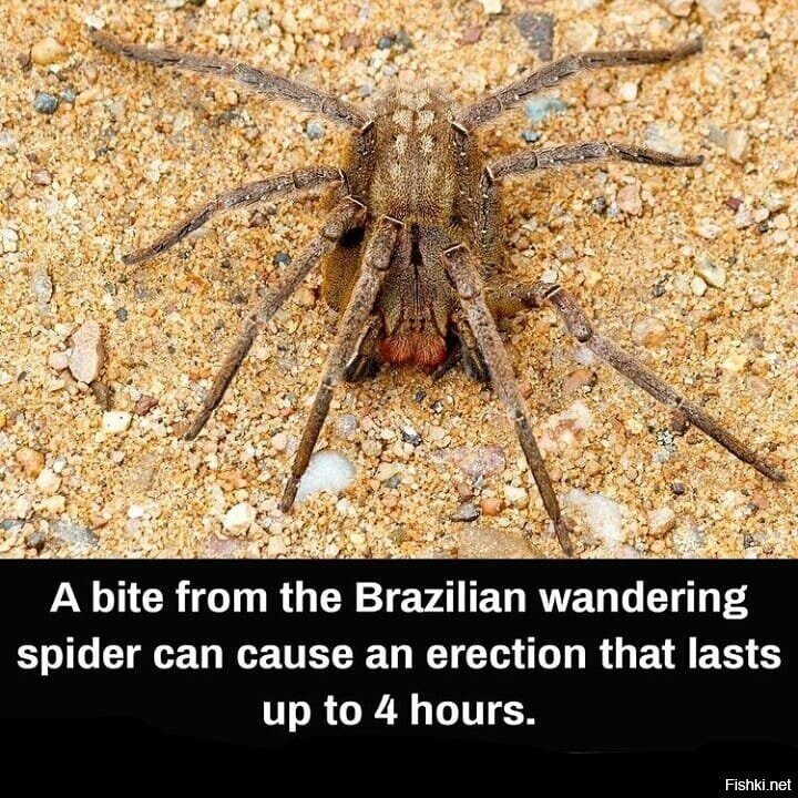 Укус бразильского странствующего паука может вызвать эрекцию, которая длится ...