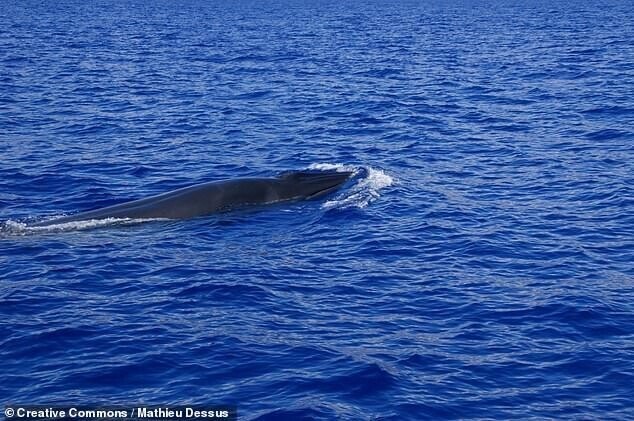 В Таиланде нашли скелет 5000-летнего кита