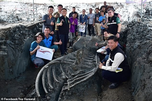 В Таиланде нашли скелет 5000-летнего кита