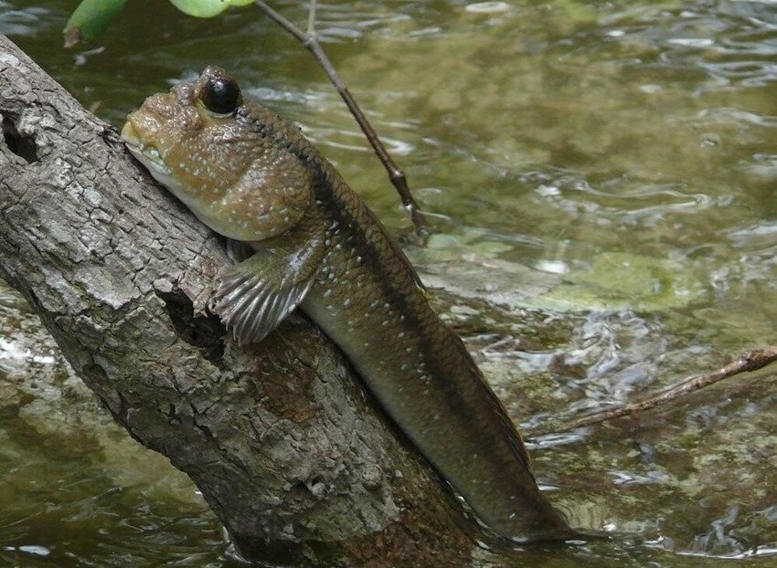 Илистый прыгун: Наглядный пример эволюции. Рыба приспособилась жить на суше и даже залезает на деревья!