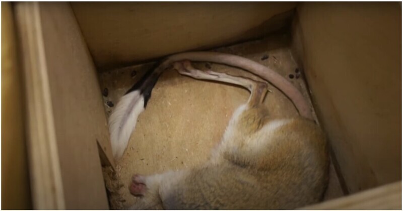 Сотрудники Московского Зоопарка показали, как зимой спят тушканчики