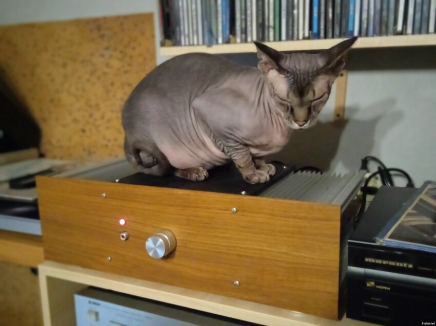 Мой кот Финик большой любитель теплой виниловой музыки