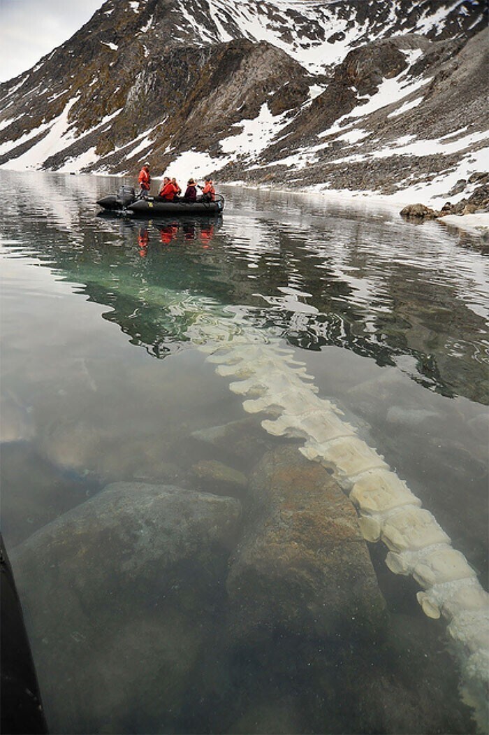 Норвежский фъорд. Хребет кита под водой