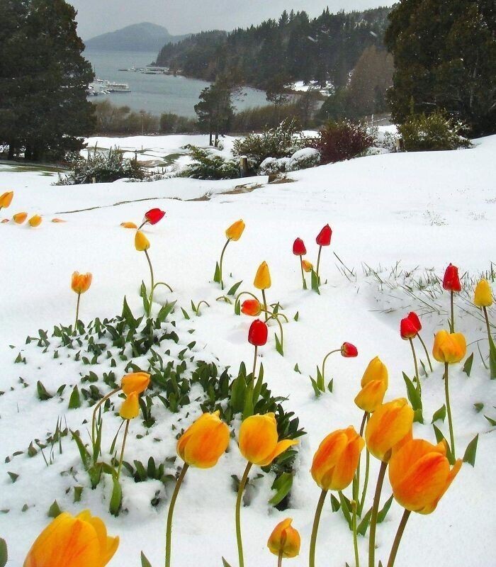 Цветущие тюльпаны в снегу